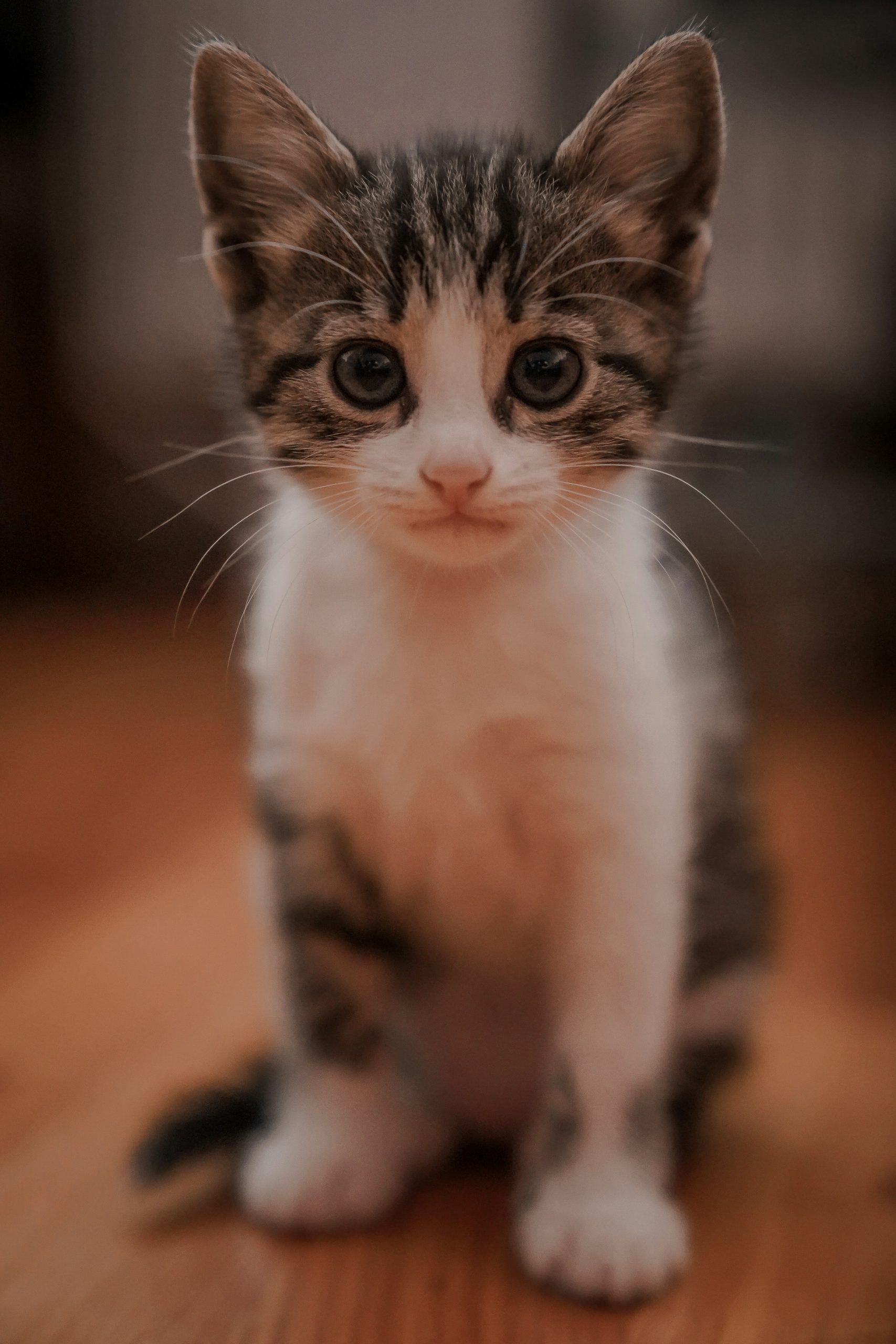kitty kinds contact-min