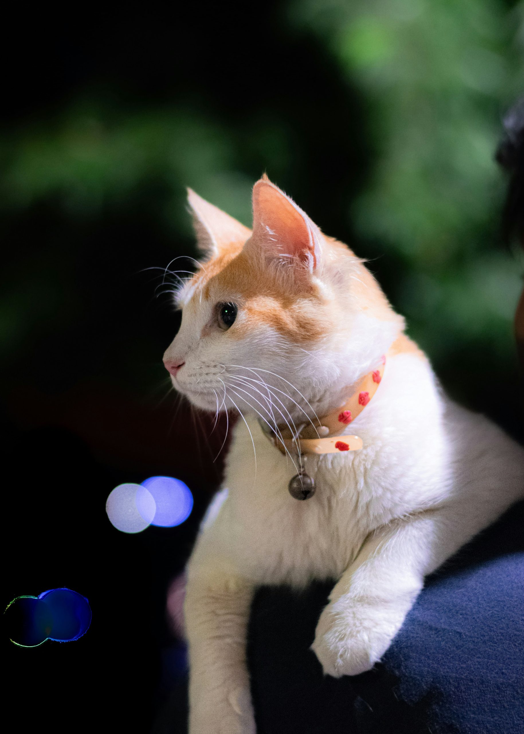 cat collar