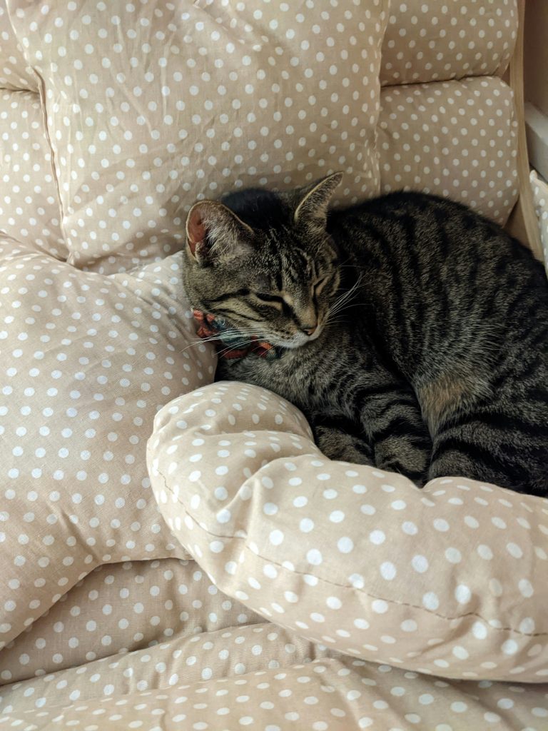 cat pillow