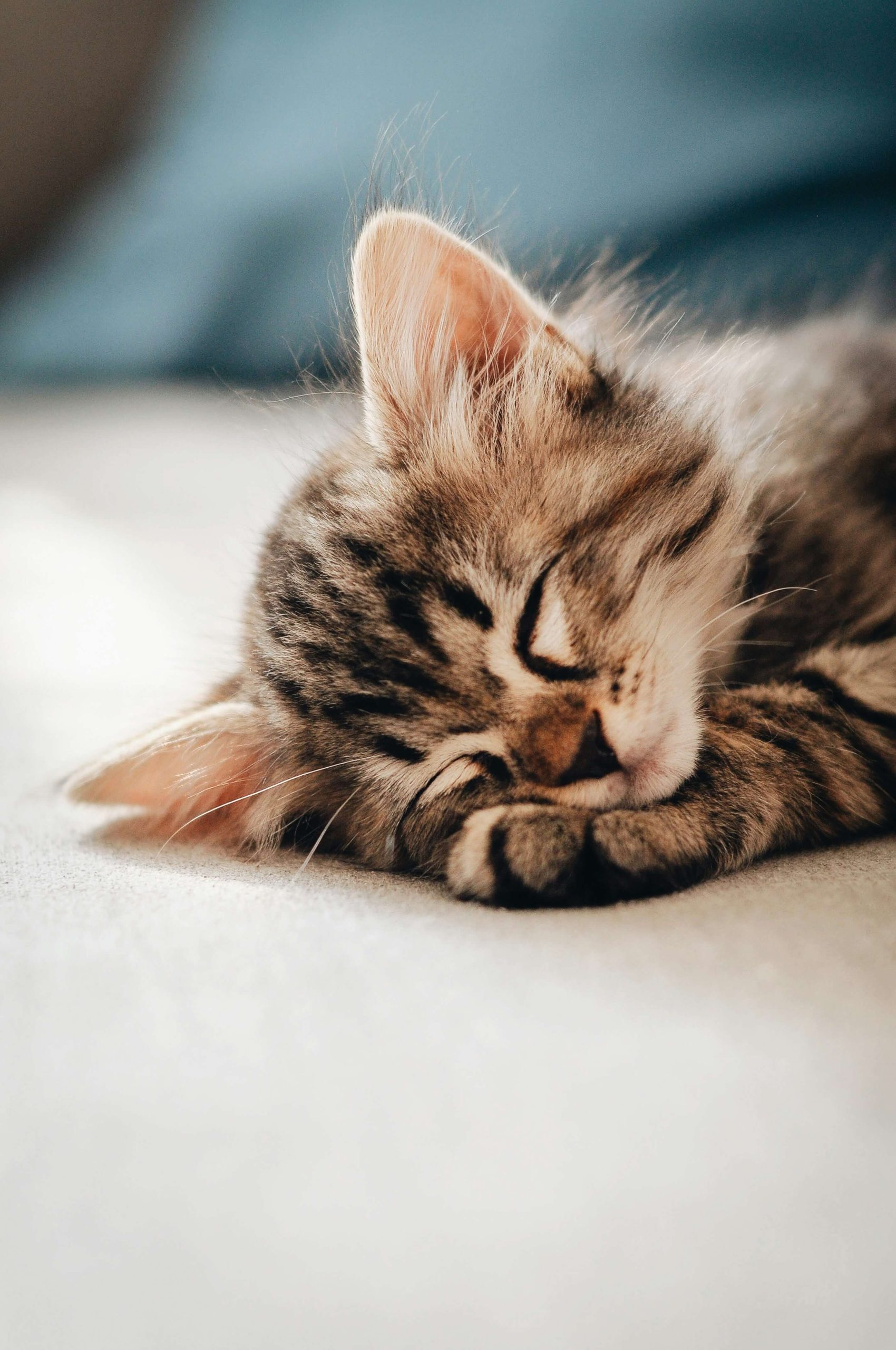 kitty kinds home